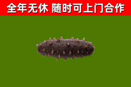 德宏烟酒回收干海参.jpg